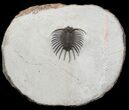 Unidentified Lichid Trilobite From Jorf - Very Rare #48638-2